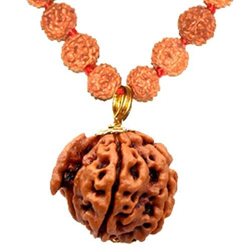 Ganesh Mukhi Rudraksh - Lab Certified