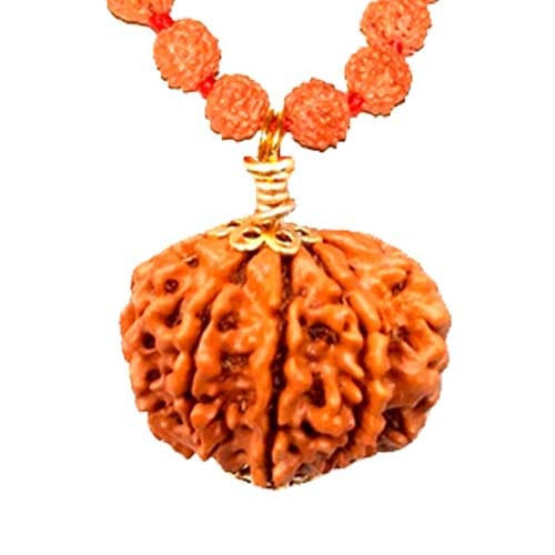 Nau Mukhi/ Nine Faced Ruadraksha - Lab Certified