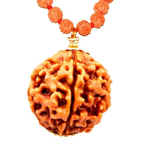 Chaar Mukhi/ Four faced Rudraksha - Lab Certified