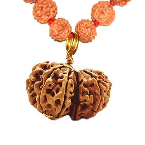 Gauri Shankar Rudraksha - Lab Certified