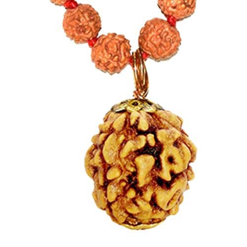 Teen Mukhi / Three Faced Rudraksha - Lab Certified