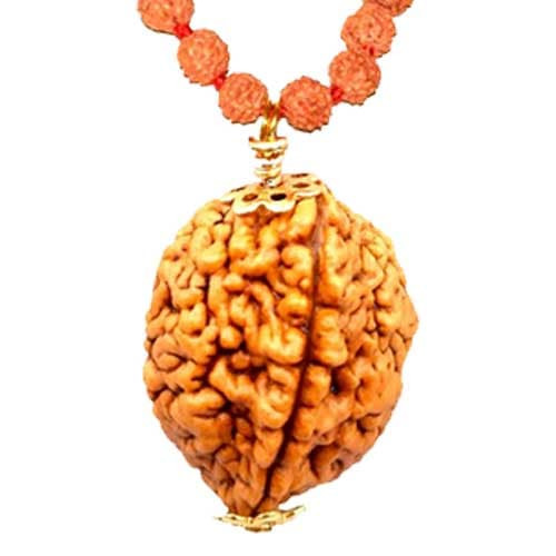 Do Mukhi / Two faced Rudraksha - Lab Certified