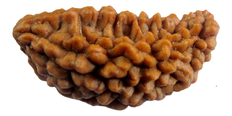 Premium Ek Mukhi One Faced Rudraksha - Lab Certified