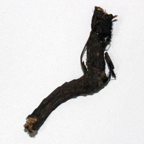 Nagarmotha Root - Nagarmotha Jad