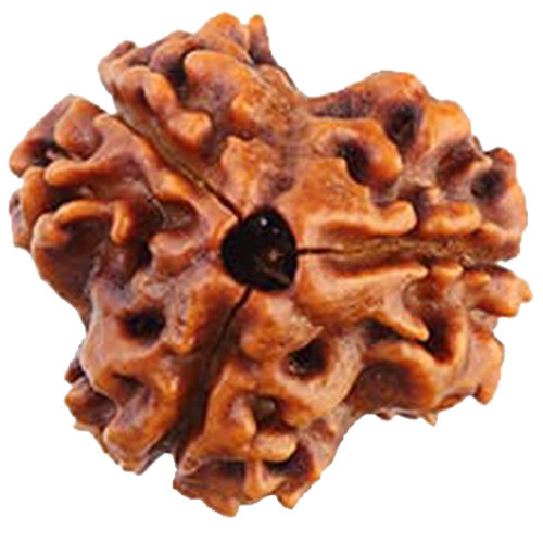 Teen Mukhi Three Faced Nepali Rudraksha - Lab Certified