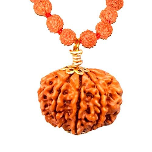 Saat Mukhi/ Seven Faced Rudraksha - Lab Certified